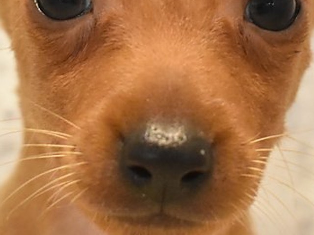 静岡県のミニチュアピンシャー (ペッツワン伊東店/2023年7月17日生まれ/男の子/レッド(赤))の子犬